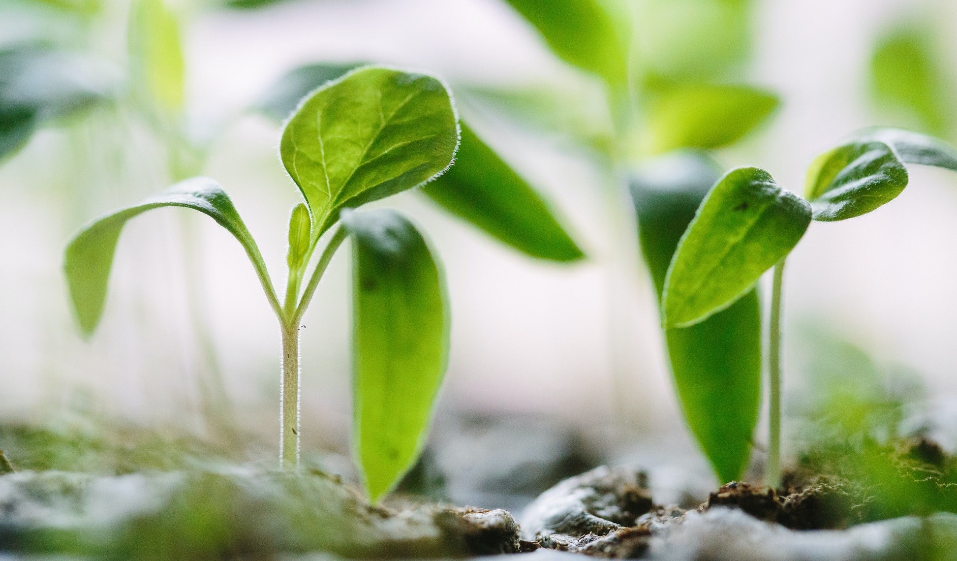 Trademarking and European patent law